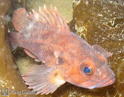 Photo of Sebastes auriculatus